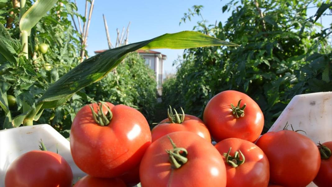 10 köydeki 2500 dekara ekildi tarlada kilosu 15 TL'den satılıyor. Köylü bayram ediyor şafak vakti topluyor - Resim: 8